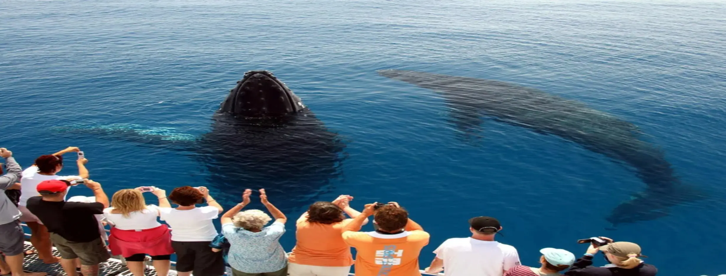 Image for Whale Watching